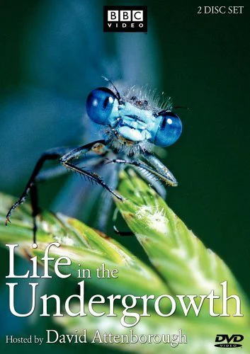 Thế Giới Côn Trùng Life in The Undergrowth