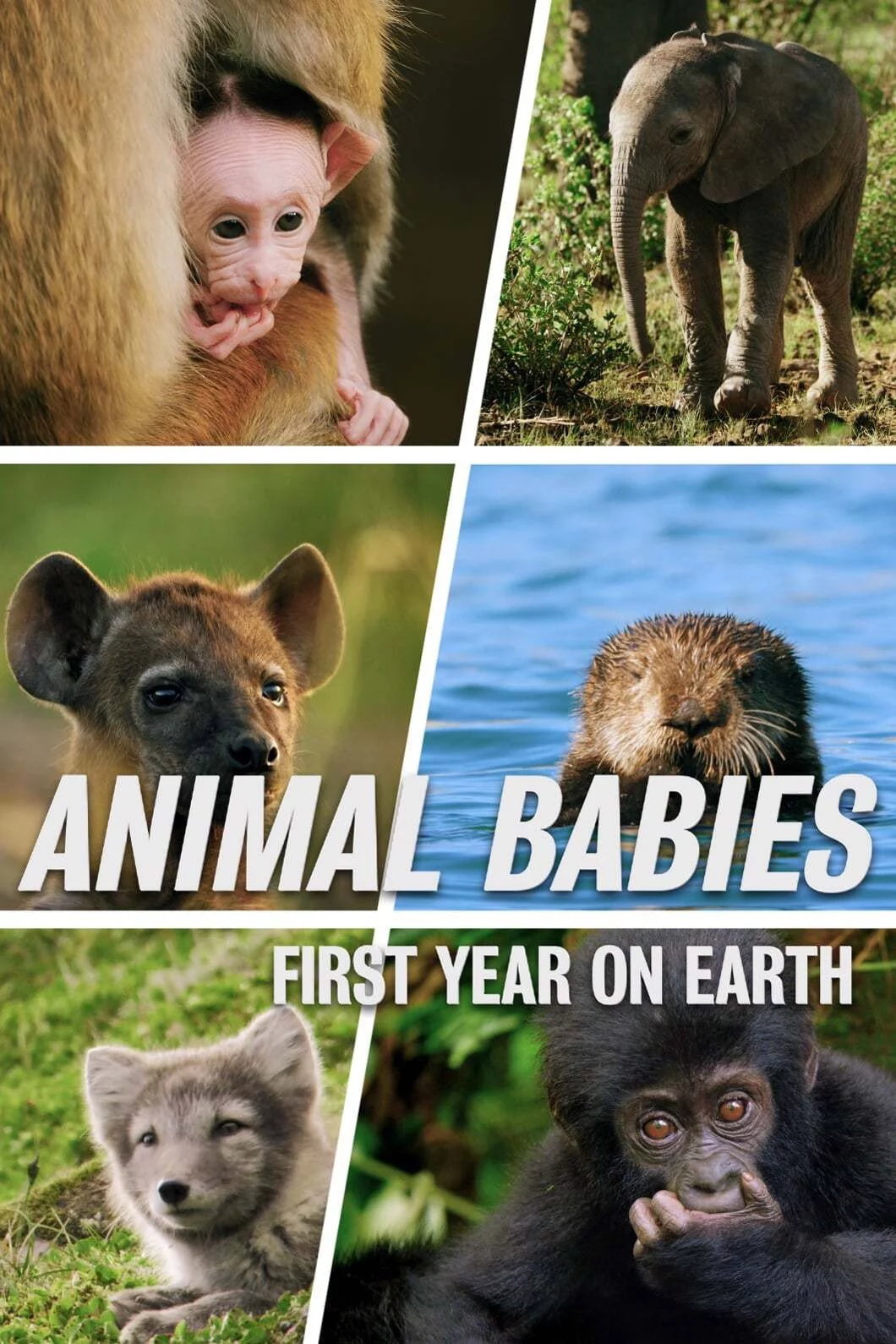 Những Sinh Linh Non Nớt: Năm Đầu Tiên Trên Trái Đất Animal Babies: First Year On Earth